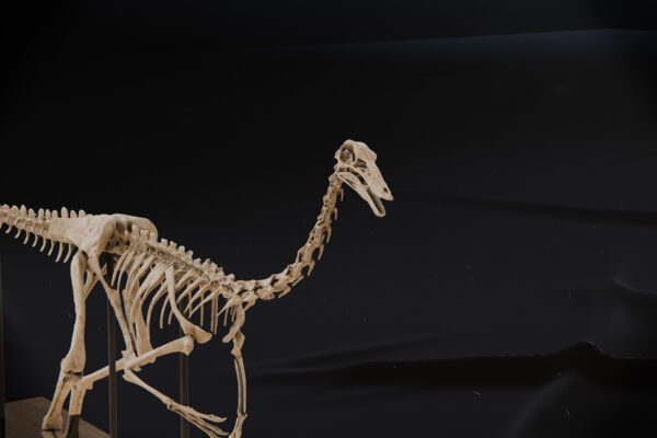 Gallimimus skull and long neck seen from the front