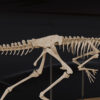 Gallimimus pelvis and hind legs of the 3D printed skeleton