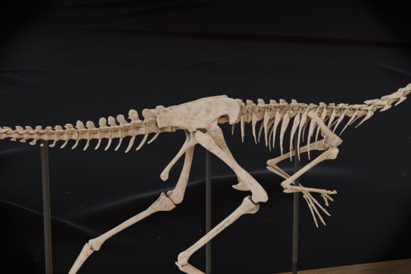 Gallimimus pelvis and hind legs of the 3D printed skeleton