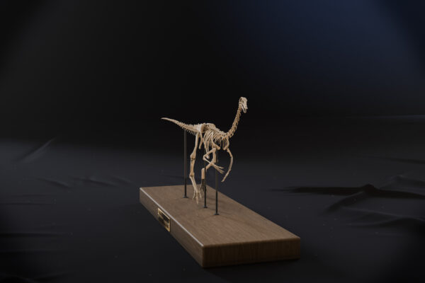 Gallimimus skeleton front view on its display base