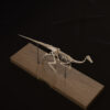 Gallimimus skeleton seen from above on its wooden base