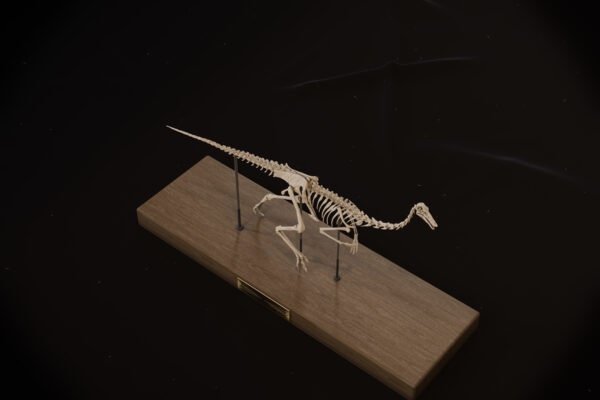 Gallimimus skeleton seen from above on its wooden base