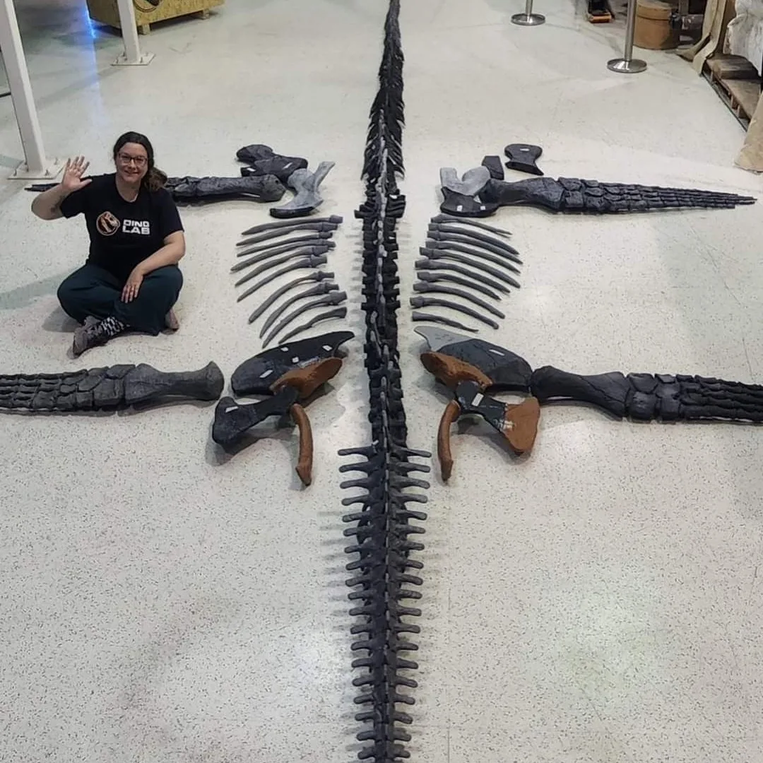 Life-size Elasmosaurus skeleton printed by DinoLab Inc from Nova Studios files