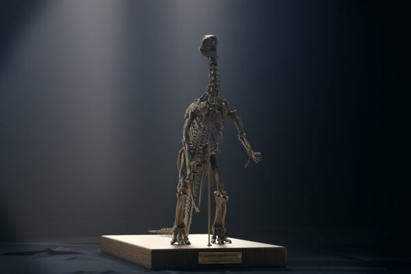 Iguanodon 1882 Dollo pose skeleton, the upright Brussels mount, low front view