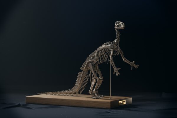 Iguanodon skeleton in the 1882 standing pose, side view with the tail on the base