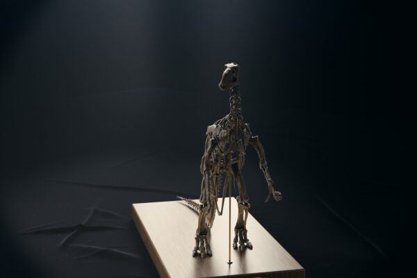 Iguanodon bernissartensis skeleton model in the 1882 pose, high three-quarter view
