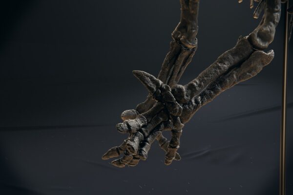 Iguanodon hand with the conical thumb spike