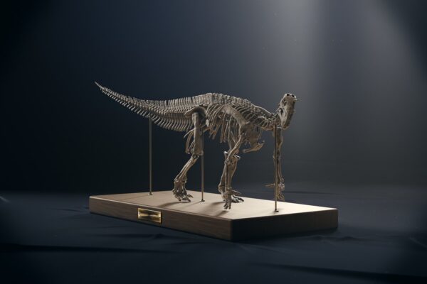 Iguanodon skeleton 3D printed dinosaur model, low front view