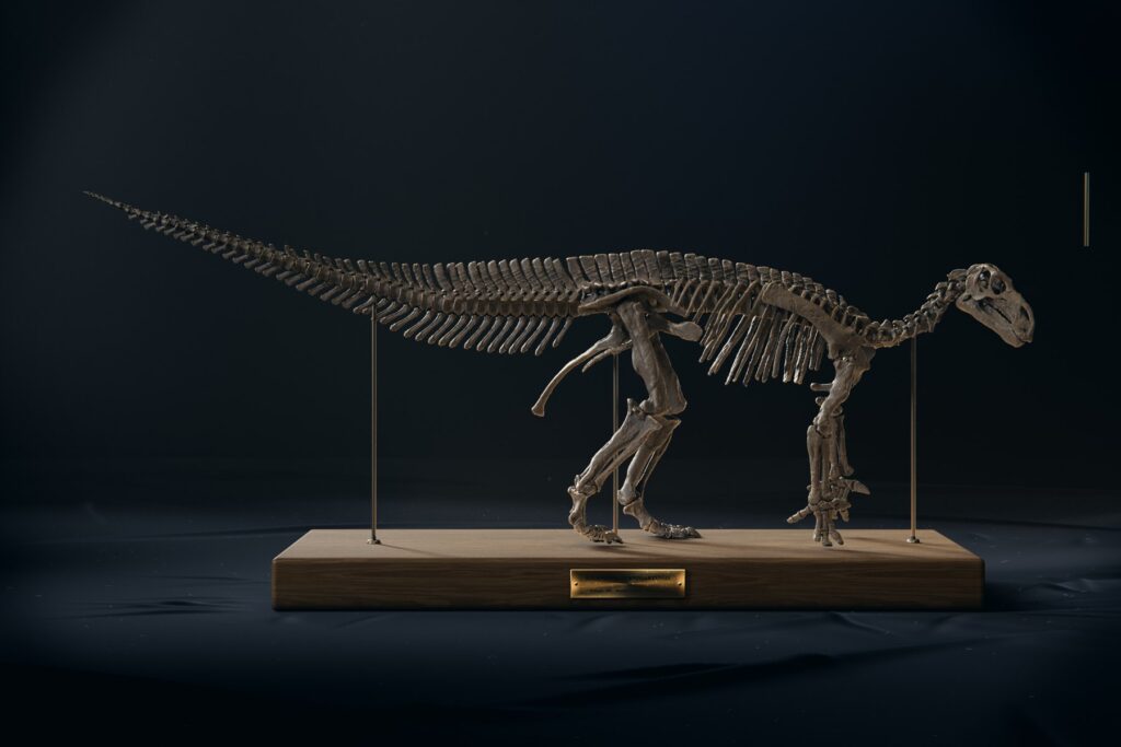 Iguanodon skeleton in the modern quadrupedal pose, side view on an oak base