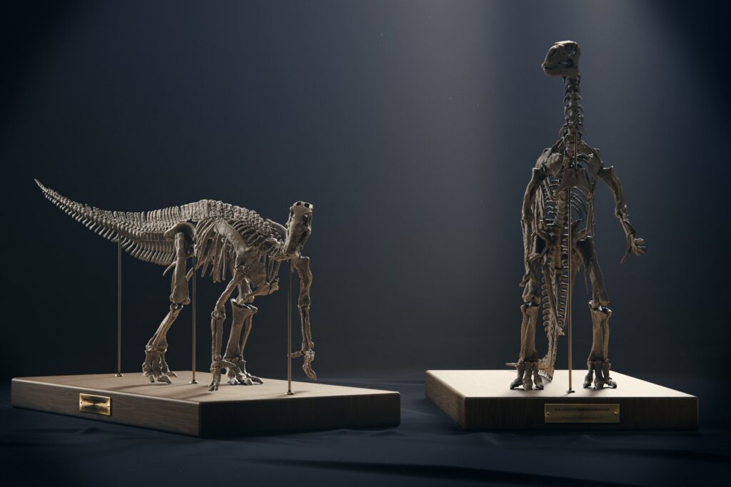 Iguanodon skeleton STL, both poses: the modern four-legged skeleton and the 1882 standing skeleton on oak bases