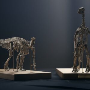 Iguanodon skeleton STL, both poses: the modern four-legged skeleton and the 1882 standing skeleton on oak bases