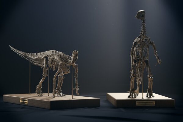 Iguanodon skeleton STL, both poses: the modern four-legged skeleton and the 1882 standing skeleton on oak bases