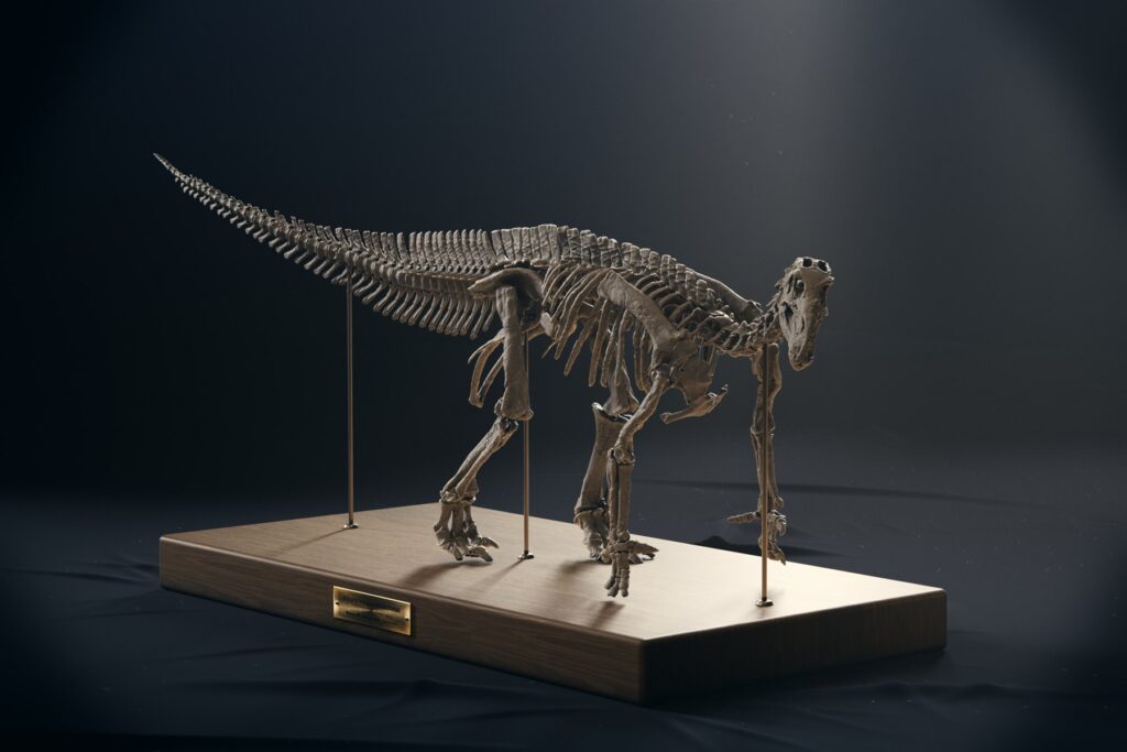 Iguanodon skeleton model in the modern four-legged pose, three-quarter view from the front left