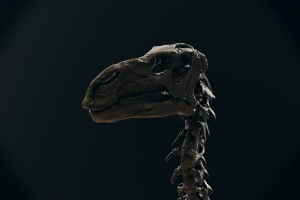 Iguanodon skull on the 1882 standing skeleton