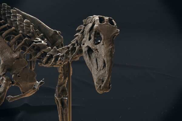 Iguanodon skull close-up, modern pose 3D printed dinosaur skeleton